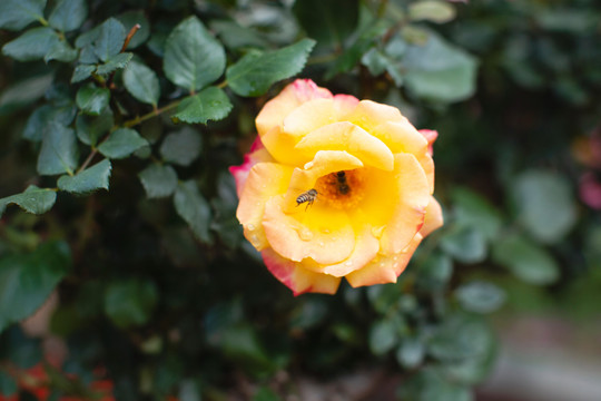黄色月季花与蜜蜂
