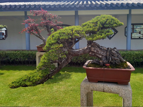 枯禅五针松盆景