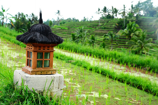 印尼巴厘岛东南亚风情的稻田风光