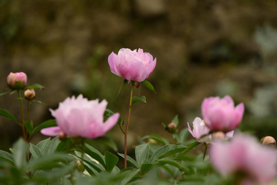 芍药