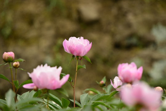 芍药