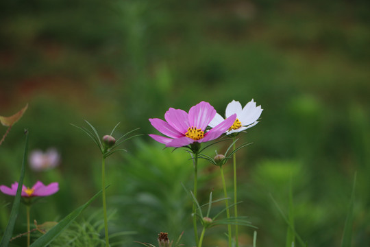 植物特写