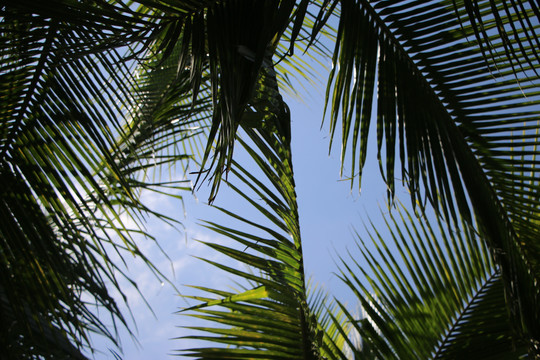 椰林与蓝天