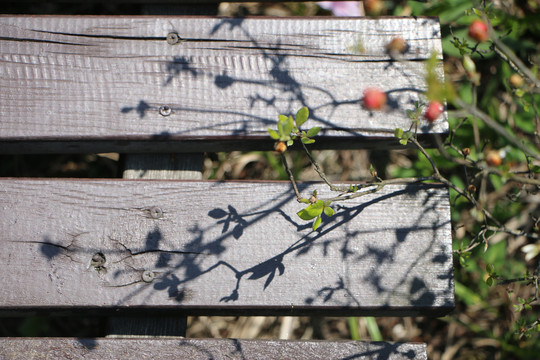 植物特写