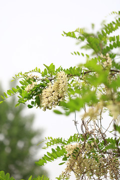 刺槐花