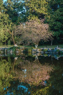 杭州西湖花港观鱼春天风景