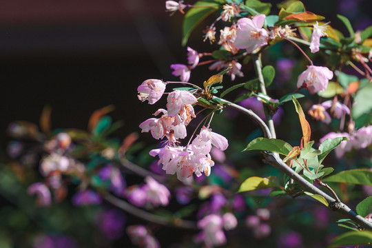 粉色樱花树