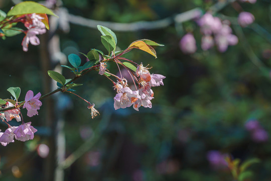 粉色樱花树