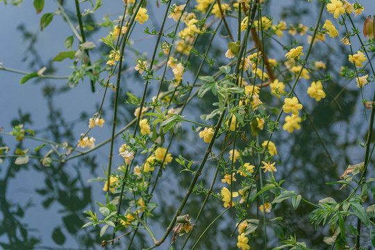 黄色迎春花