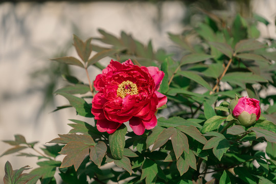 牡丹花特写