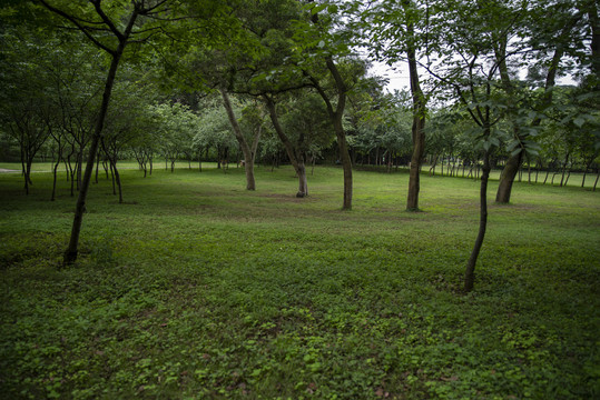 公园绿地草地绿色风景