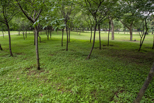 公园绿地草地绿色风景
