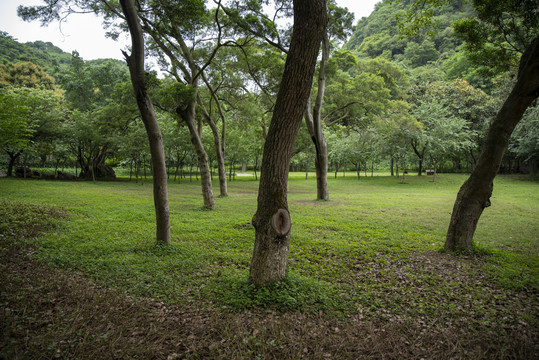 树林草地