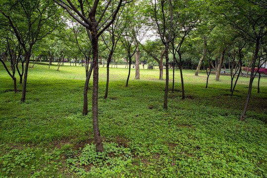 公园小树林