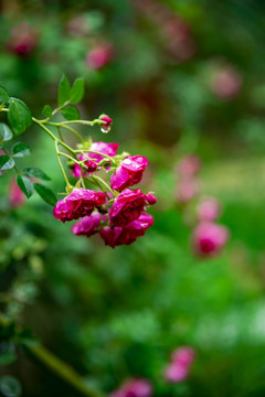 花草花卉