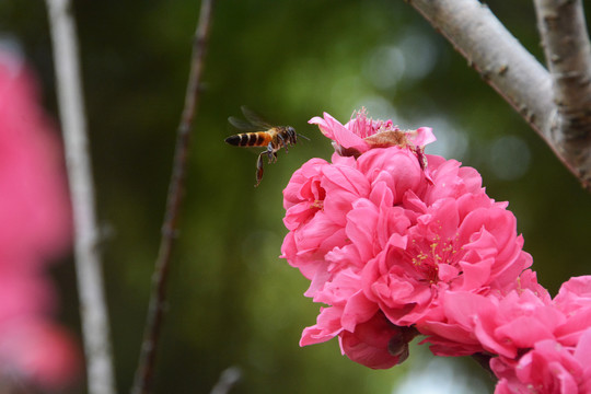 蜜蜂采桃花