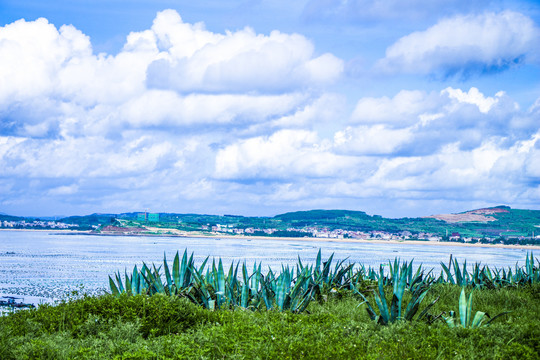 蓝天白云海边草地