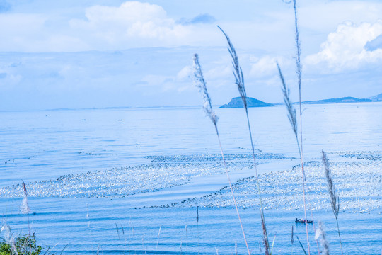 漳州镇海角海边的芦苇