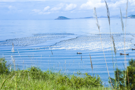 镇海角海边芦苇