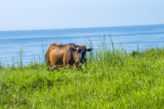 海边草地上吃草的牛