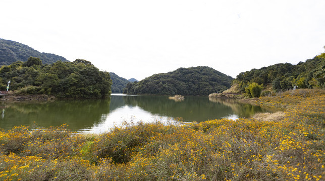 湖边野花