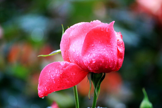 雨中月季花