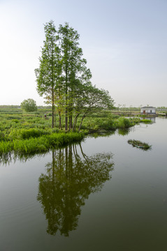 河边水杉