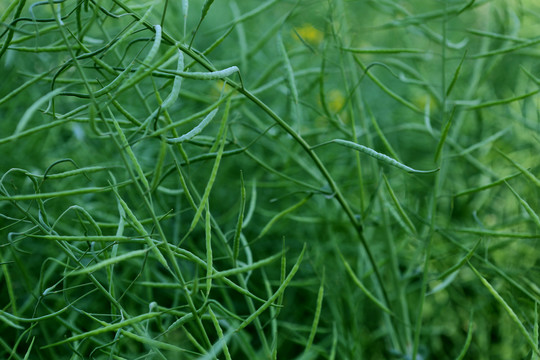 油菜花豆荚