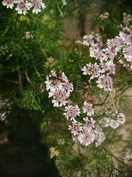 芫荽花