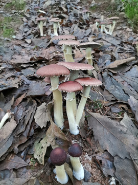 赤松茸