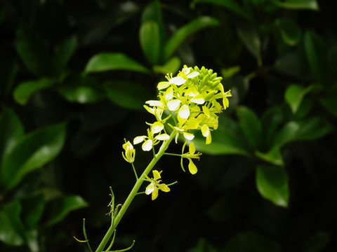 油菜花