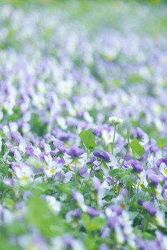 春天香堇菜花海