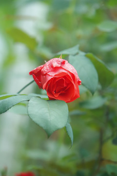 玫瑰花