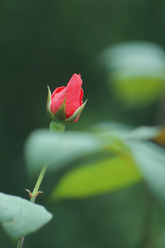 玫瑰花