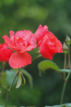 玫瑰花