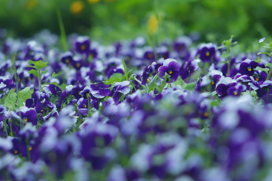 春天香堇菜花海