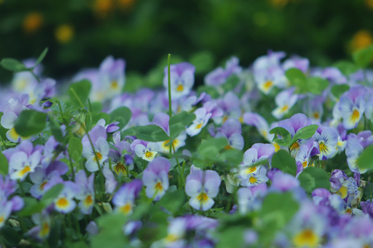 春天香堇菜花海