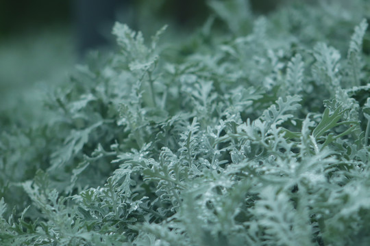 植物叶子
