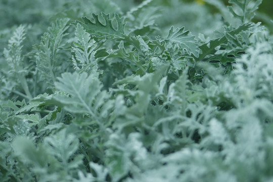 植物叶子