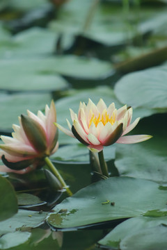 睡莲