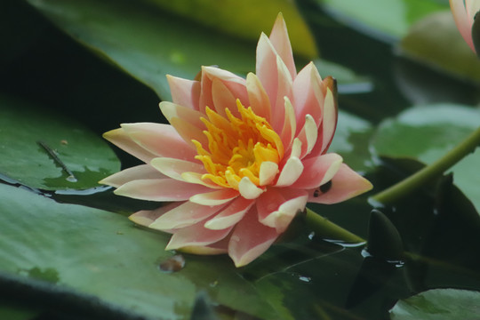 睡莲