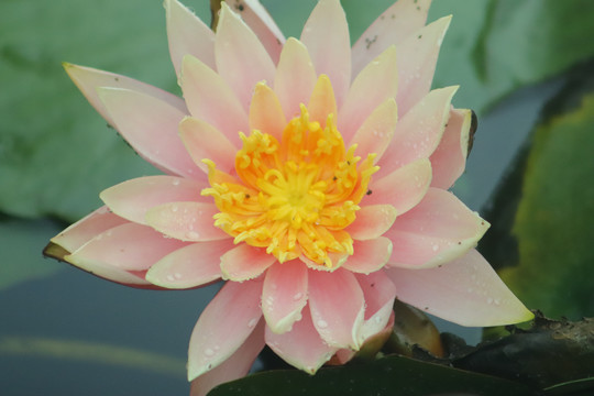 睡莲