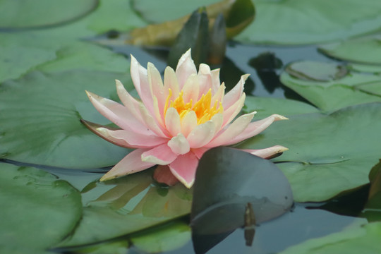 睡莲荷花