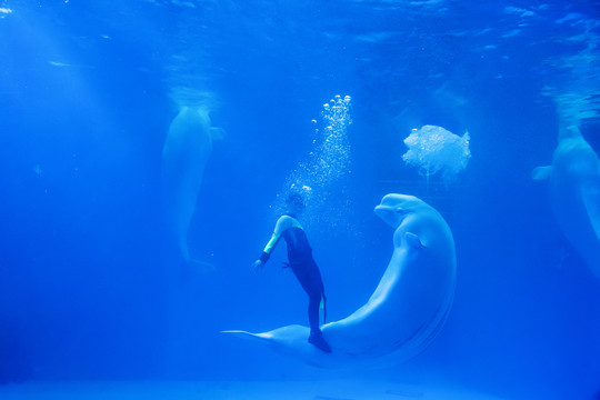 海洋公园白鲸之恋