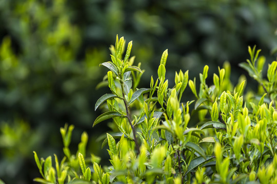 茶树嫩叶特写