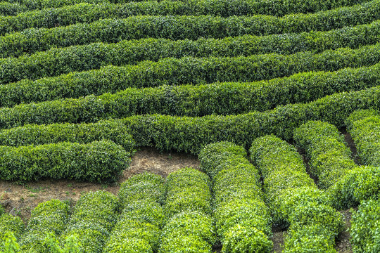 茶山茶田茶园图片