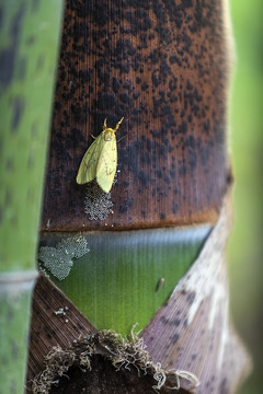 昆虫在竹笋上产卵图片