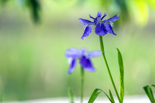 美丽的蓝色鸢尾花