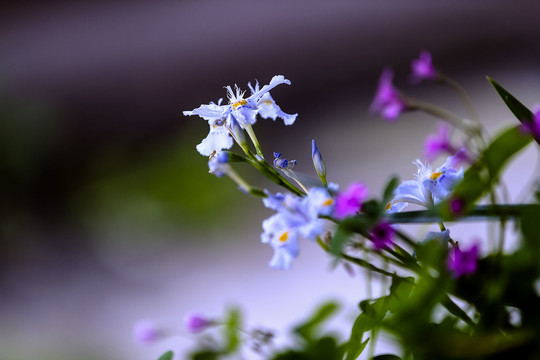 美丽的扁竹花