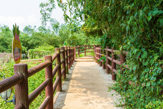 徐闻菠萝的海景区观景步道